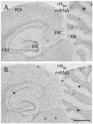 Effect of moderate prenatal ethanol exposure on the differential expression of two histamine H3 receptor isoforms in different brain regions of adult rat offspring